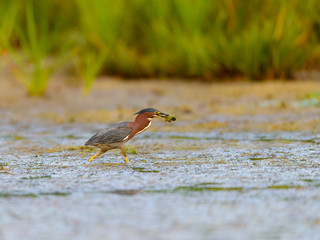 Green Heron Walking with Fish