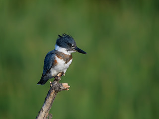 Belted Kingfisher Portrait on Green Background
