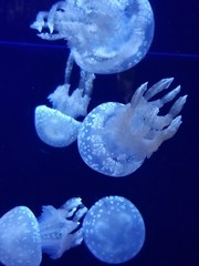 Naklejka na ściany i meble Jellyfish floating in deep blue ocean