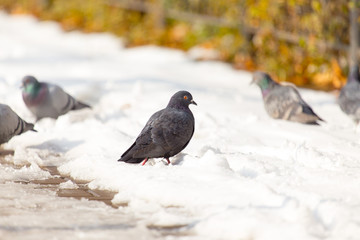 Pigeons eating on the snow