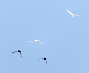 Pigeons in the sky