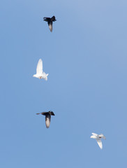 Pigeons in the sky