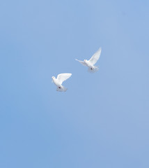 Pigeons in the sky