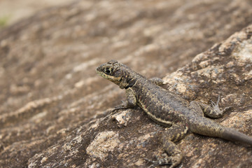Lizard Brazil