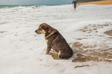 a dog watching while a fisherman fishing Sand crab on Mai Khao beach near Phuket Airport..