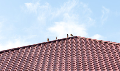 Four sparrows rest on a metal roof. Picture taken in bright clear sunny day
