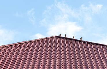 Four sparrows rest on a metal roof. Picture taken in bright clear sunny day