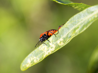 A beautiful beetle sits on a stalk against a background of green young grass, space for text
