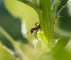 dark yellow ant on grass macro