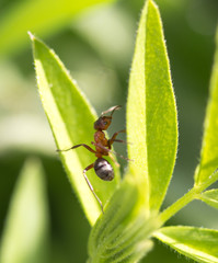 Fototapeta premium dark yellow ant on grass macro