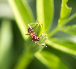 dark yellow ant on grass macro