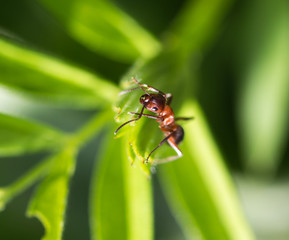dark yellow ant on grass macro