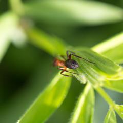 dark yellow ant on grass macro