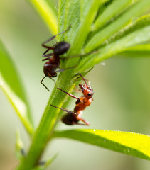 dark yellow ant on grass macro
