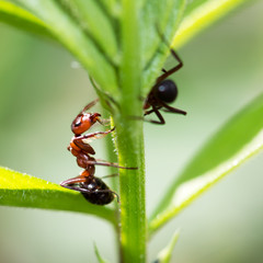 dark yellow ant on grass macro