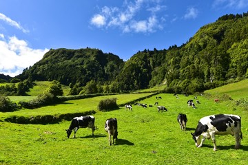Azoren - Sao Miguel - Wanderweg zum Furnas-See