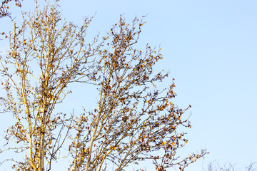 maple tree on the sky background