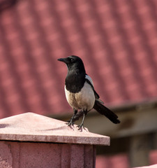 bird of the magpie on the fence