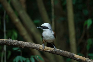 Obraz premium White-crested laughing thrush (Garrulax leucolophus)
