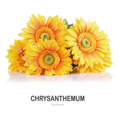 Creative layout made of Chrysanthemum flower