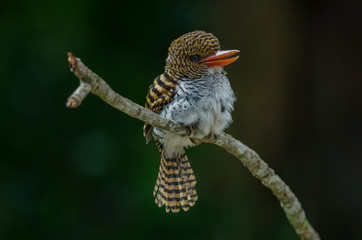 female Banded Kingfisher standing on the branch