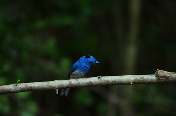 Male Black-naped monarch perching on tree branch