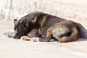 dog lying on concrete on a sunny day