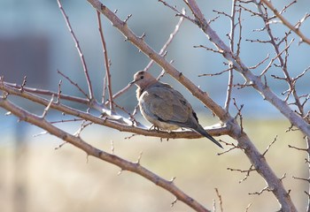 one bird pigeon sitting on a tree