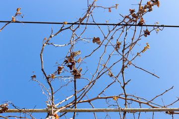 dry vine leaves against the sky