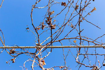 dry vine leaves against the sky