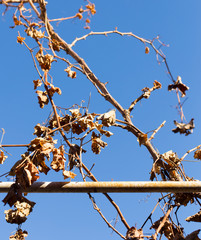 dry vine leaves against the sky