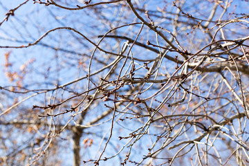 tree branches as background quality