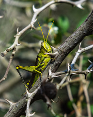Bird grasshopper looking out between the thorns!