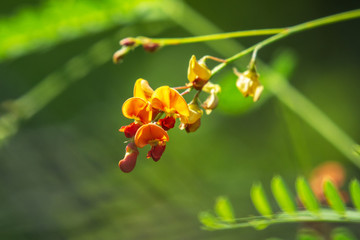 Bladder pod wildflower along the nature trail!