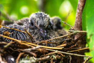 Baby mourning dove watching from its nest!