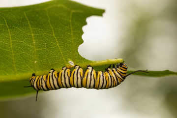 Monarch butterfly caterpillar eating milkweed leaf - Danaus plexippus - Powered by Adobe