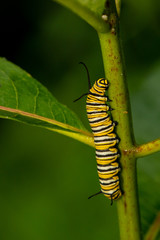 Monarch butterfly caterpillar on a milkweed stem - Danaus plexippus