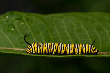 Monarch butterfly caterpillar - Danaus plexippus