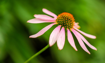 The crown of  purple coneflowers macro closeup shot