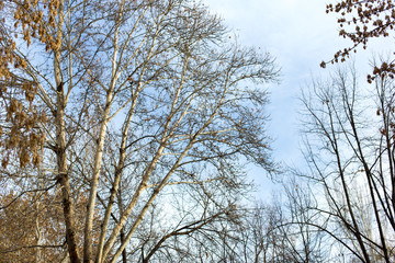 maple tree on the sky background