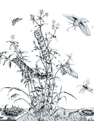 Illustration of insects with flowers.