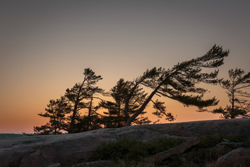 Silhouette of Wind Swept Pines