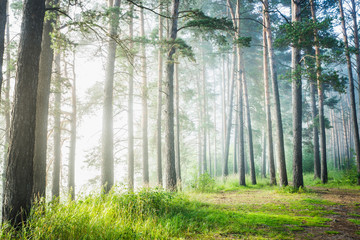 Fototapeta na wymiar Beautiful summer forest with different trees in morning fog