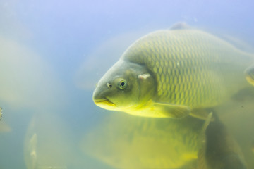 gold fish carp in the aquarium