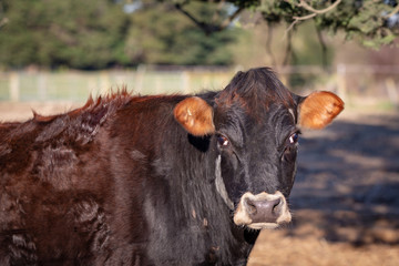Close up of a black cow with tan brown ears 