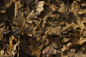 Dry leaves on the floor. Leaf dry closeup background. Background image 