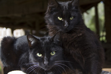 Black cats looking at the camera. Background blur. Black cat