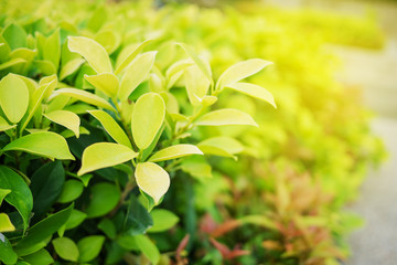 Fototapeta na wymiar Green leaf in nature view with copy space.