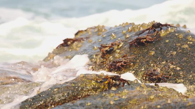 A family of crabs is washed by a sea wave. Ambiently basking in the sun