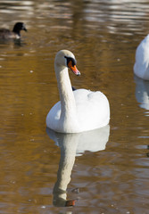 white swan on the water